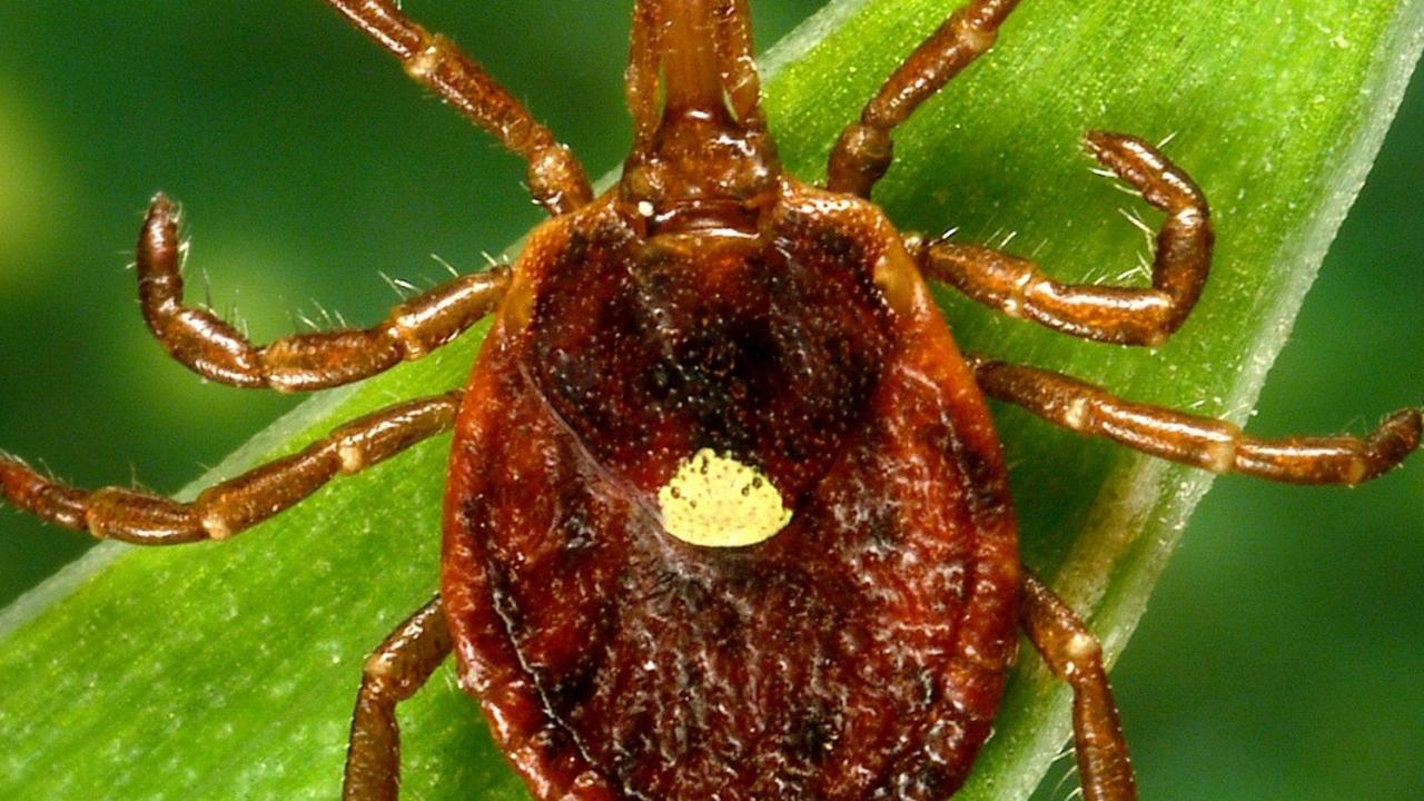 Clothing that repels ticks Lyme Disease