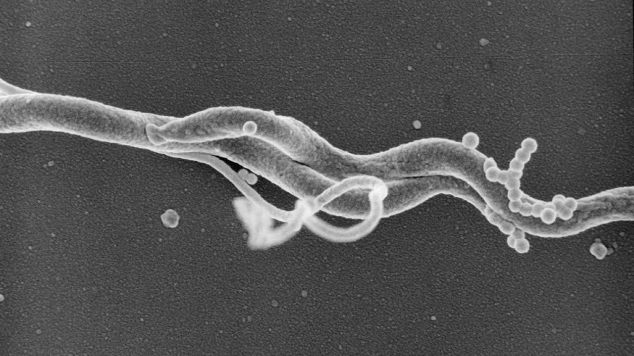 Key Terms Lyme Disease