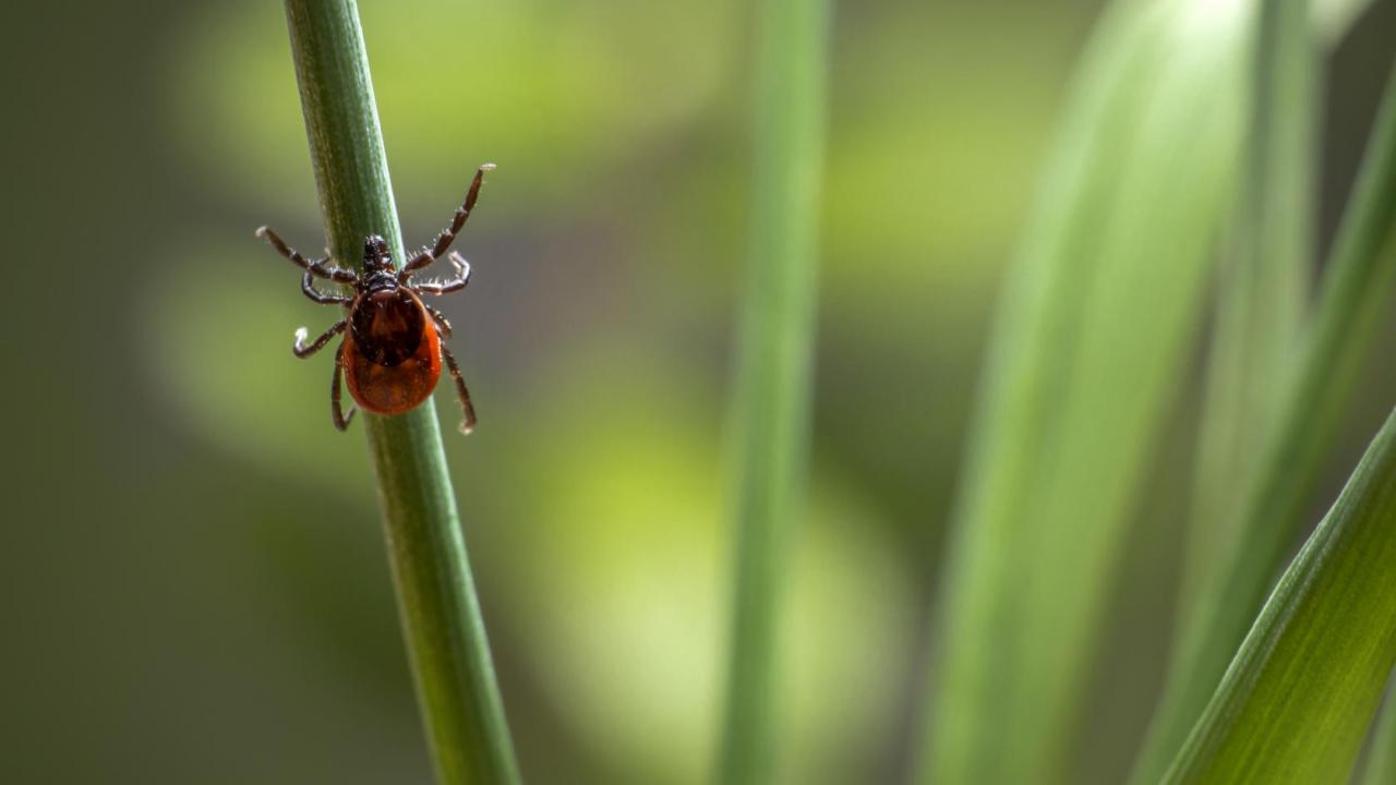 bioreference lab tick borne bioreference lab tick borne